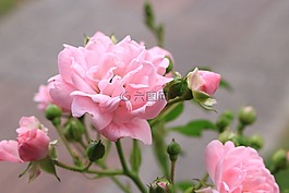 鮮花,玫瑰,粉色