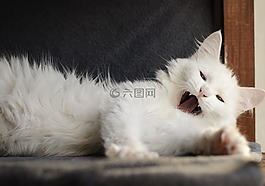 猫,毛绒,可爱