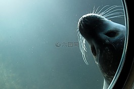 密封,跳水,動物園