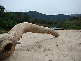 樹干,性質(zhì),海灘