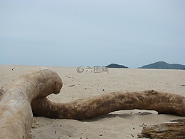 海灘,沙,樹干