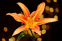 花,橙,孤立