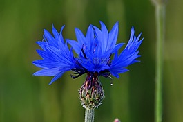 花,宏,藍(lán)色