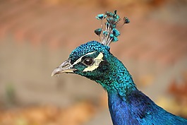 動(dòng)物,鳥,孔雀