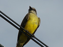 熱帶鳥,天空,性質(zhì)