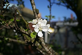 蘋果,開花,樹