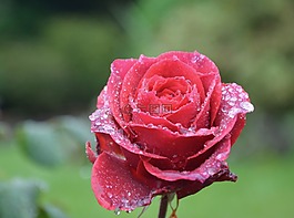 花,紅玫瑰,滴雨