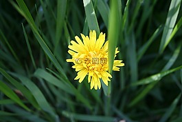 蒲公英,雜草,自然