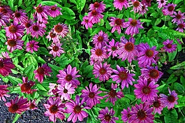锥花,紫锥花,松果菊
