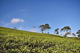 茶園,茶,景觀