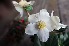 圣誕玫瑰,花,白