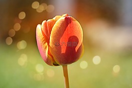 花,郁金香,開花