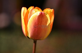 花,郁金香,開花