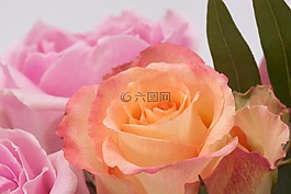 玫瑰,花束,花
