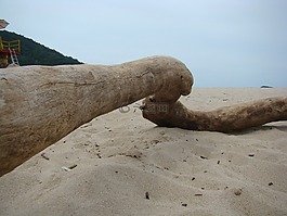 樹干,沙,mar