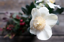 圣誕玫瑰,花,白
