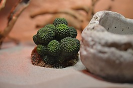 仙人掌,沙漠,绿色