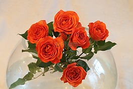 玫瑰,花卉,花束