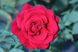 自然,鮮花,玫瑰