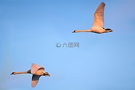 天鵝,鳥類,飛