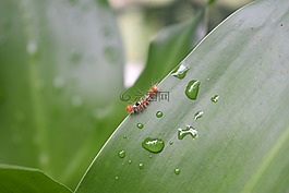 水滴,水,下降