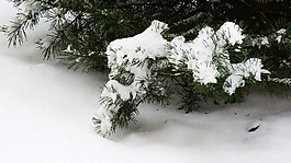 松,雪,雪樹上