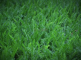 草,葉,綠色