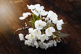 櫻花,鮮花,白