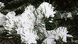 松,雪,雪樹上