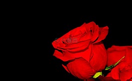 紅色,玫瑰,鮮花