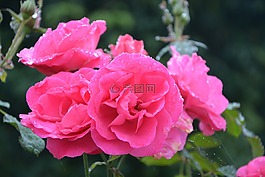 花,粉色,粉紅色的花朵