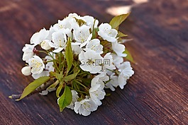 櫻花,鮮花,白