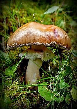 蘑菇,森林蘑菇,性質