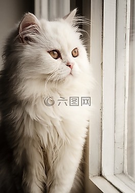 貓,可愛,家養