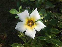 花,白,植物