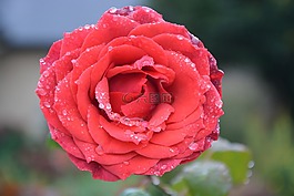 花,紅玫瑰,水滴雨