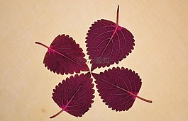 紅色,葉,自然