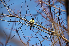 山雀,鳥(niǎo),藍(lán)色