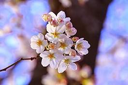 櫻花,賞櫻花,4 月