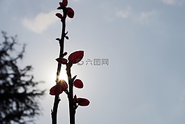 早春,花苞,希望