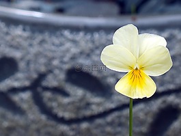 花,黃色,顏色