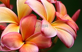 姜黃色百合花,花,自然