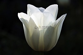 郁金香,花,開花