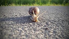 蝸牛,爬行動物,殼