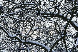 雪,樹木,冬天