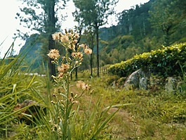 自然,花,斯里蘭卡