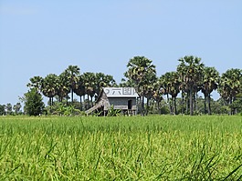 景觀,綠色的田野,房子