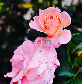 玫瑰,粉紅色,花