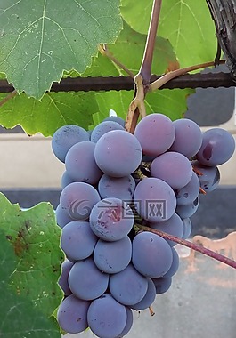 葡萄,秋,杞人憂天