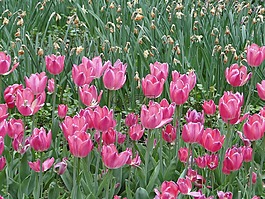鮮花,郁金香,花